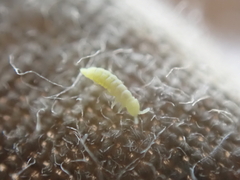 Onychiurinae