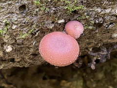 Lentinula lateritia