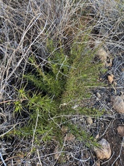 Trichostema lanatum