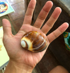 Polinices sagamiensis