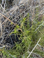 Trichostema lanatum
