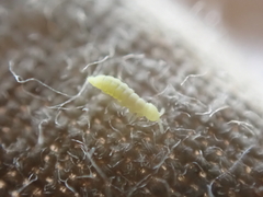 Onychiurinae