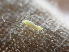 Onychiurinae