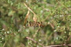 Rhyothemis graphiptera