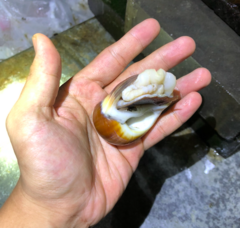 Polinices sagamiensis