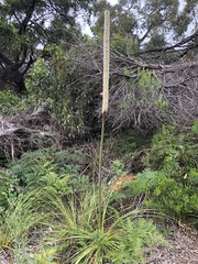 Xanthorrhoea caespitosa