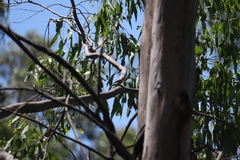 Stizoptera bichenovii