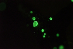 Favolaschia peziziformis