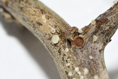 Favolaschia peziziformis