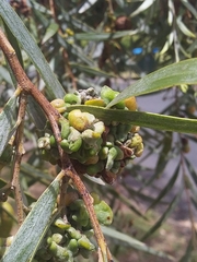 Dasineura glauca