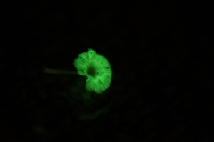 Mycena chlorophos