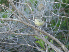 Sericornis maculatus