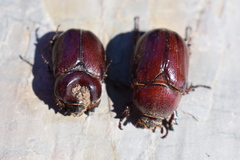 Phyllognathus excavatus
