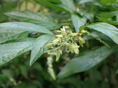 Ohwia caudata