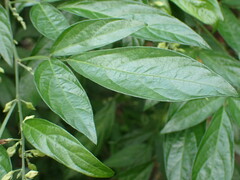 Ohwia caudata