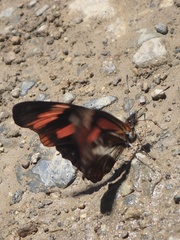 Podotricha telesiphe