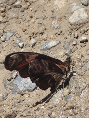 Podotricha telesiphe