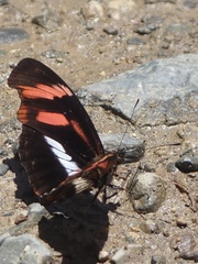 Podotricha telesiphe