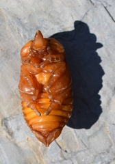 Phyllognathus excavatus
