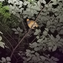 Bambusicola thoracicus