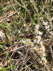 Melaleuca brevifolia