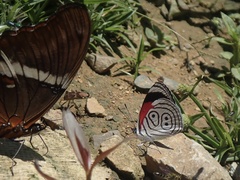 Diaethria