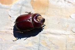 Phyllognathus excavatus