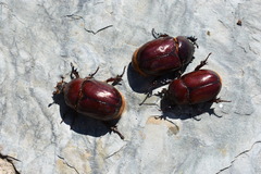 Phyllognathus excavatus