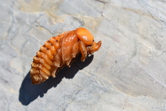 Phyllognathus excavatus