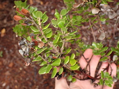 Arctostaphylos sensitiva