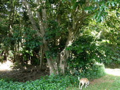 Syzygium tierneyanum