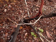 Arctostaphylos sensitiva