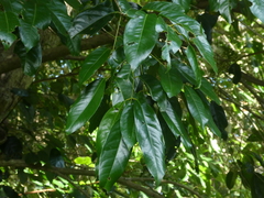 Syzygium tierneyanum