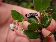 Arctostaphylos sensitiva