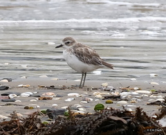 Charadrius obscurus aquilonius