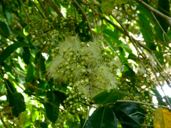 Syzygium tierneyanum