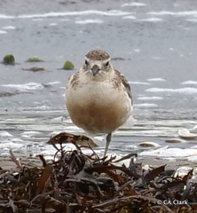 Charadrius obscurus aquilonius