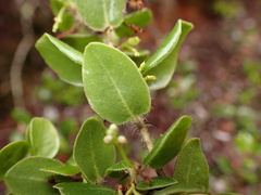 Arctostaphylos sensitiva