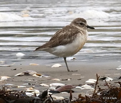 Charadrius obscurus aquilonius