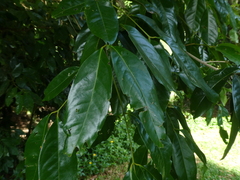 Syzygium tierneyanum