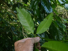 Syzygium tierneyanum