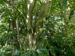 Syzygium tierneyanum