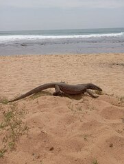 Varanus bengalensis