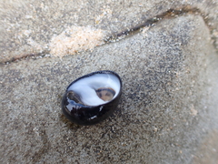 Nerita melanotragus