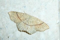 Cyclophora punctaria