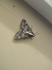 Sphingomorpha chlorea