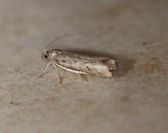 Xylorycta melaleucae