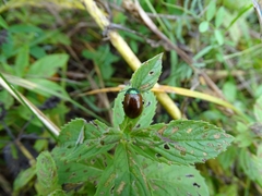 Chrysolina polita
