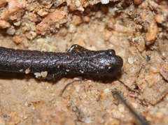 Batrachoseps nigriventris