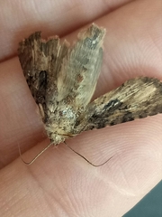 Pericyma cruegeri